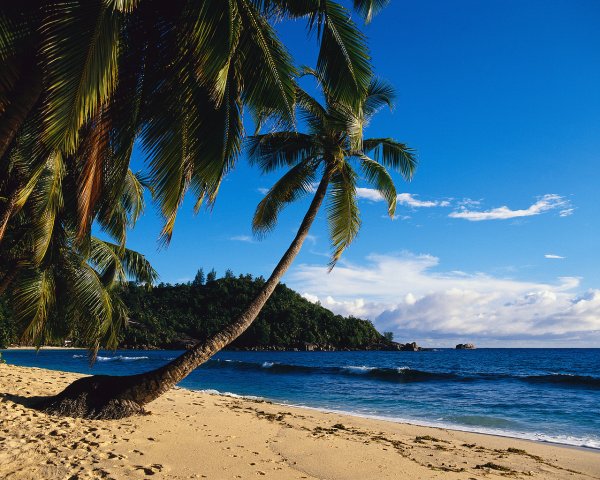 A tropical paradise with palm trees and blue ocean